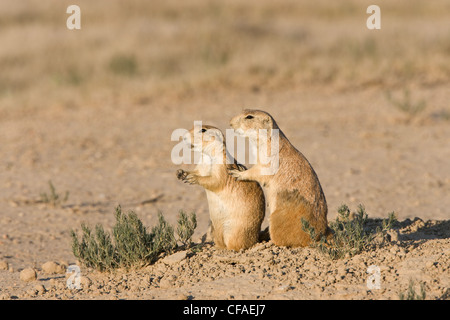 Schwarz-angebundene Präriehunde (Cynomys sich), an Burrow, Pueblo West, Colorado. Die auf der rechten Seite ist eine stillende Frau. Stockfoto