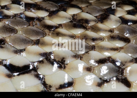 Straße getötet Bull Snake (Pituophis Catenifer ehrlich), Detail von Waagen, dorsolaterale Ansicht West Pueblo, Colorado. Stockfoto