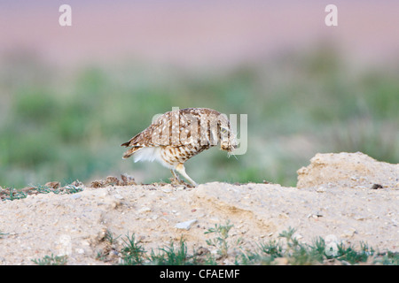 Kanincheneule Athene Cunicularia Zerkleinerung von Kot? Stockfoto