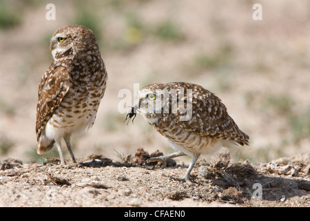 Kanincheneule Athene Cunicularia weibliche rechts Stockfoto