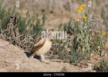 Kanincheneule (Athene Cunicularia), junge an Burrow, Pueblo West, Colorado. Stockfoto