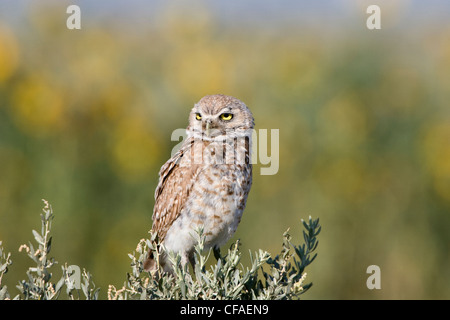 Kanincheneule (Athene Cunicularia), Erwachsene, Pueblo West, Colorado. Stockfoto