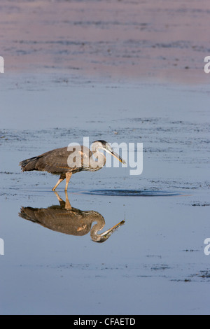 Great Blue Heron (Ardea Herodias), kleine Fische, Bear River Migratory Bird Zuflucht, Utah zu essen. Stockfoto