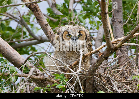 Große gehörnte Eule (Bubo Virginianus), juvenile im Nest in der Nähe von Pawnee National Grassland, Colorado. Stockfoto