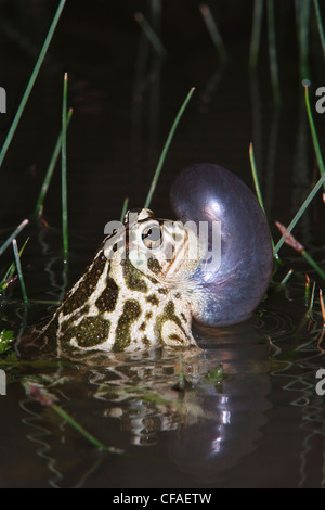 Great Plains Kröte Bufo Cognatus männliche vocal sac Stockfoto