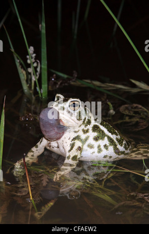 Great Plains Kröte Bufo Cognatus männliche vocal sac Stockfoto