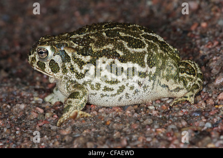 Great Plains Kröte (Bufo Cognatus) aufgeblasen Verteidigung Haltung, in der Nähe von Pawnee National Grassland, Colorado. Stockfoto