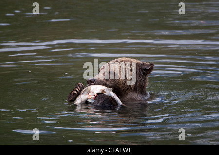 Grizzly Bär (Ursus Arctos Horriblis), vier Jahre alten Jungtier mit Lachs (Oncorhynchus SP.), Küsten Britisch-Kolumbien. Stockfoto