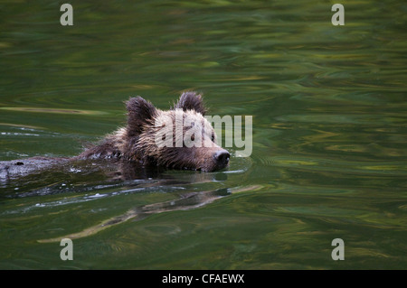 Grizzly Bär (Ursus Arctos Horriblis), Jungtiere des Jahres schwimmen, Küsten Britisch-Kolumbien. Stockfoto