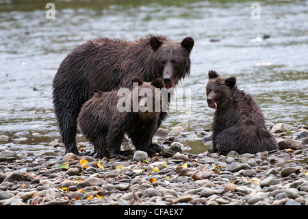 Grizzly Bär (Ursus Arctos Horriblis), weiblichen und jungen Jahr essen Lachs (Oncorhynchus SP.), Küsten Britisch-Kolumbien. Stockfoto