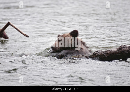 Grizzly Bär (Ursus Arctos Horriblis), Jungtier des Jahres kämpfen auf Log in Fluss Strom, Küsten Britisch-Kolumbien. Stockfoto