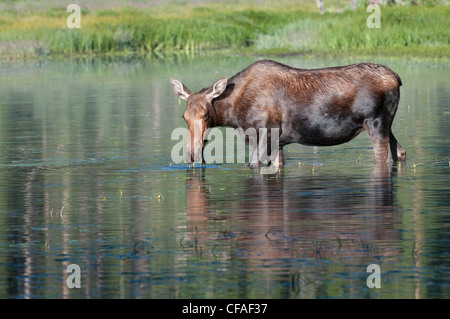 Elch (Alces Alces Shirasi), Kuh Essen Wasserpflanzen, Roosevelt National Forest, Colorado. Stockfoto