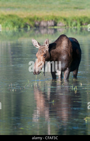 Elch (Alces Alces Shirasi), Kuh Essen Wasserpflanzen, Roosevelt National Forest, Colorado. Stockfoto