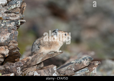 Amerikanische Pika (Ochotona Princeps), Kananaskis Country, Alberta. Stockfoto