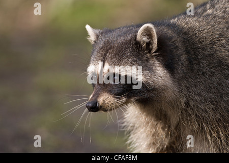 Waschbär (Procyon Lotor), Stanley Park, Vancouver, Britisch-Kolumbien. Stockfoto