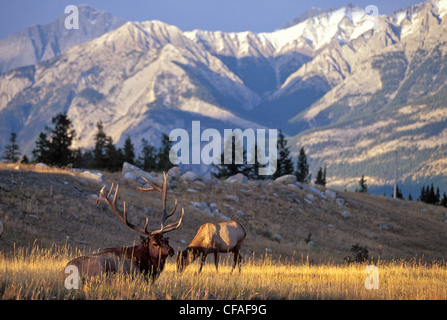 Männliche Elche wacht über Weiden weibliche Elch, Jasper Nationalpark, Alberta, Kanada. Stockfoto