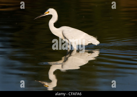 Snowy Silberreiher (Egretta unaufger), am Bear River wandernde Vogel Zuflucht, Utah. Stockfoto