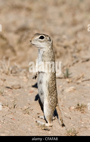 Spotted Grundeichhörnchen (Spermophilus Spilosoma), westlich von Pueblo, Colorado. Stockfoto