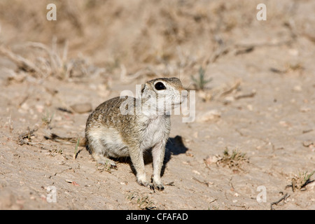 Spotted Grundeichhörnchen (Spermophilus Spilosoma), westlich von Pueblo, Colorado. Stockfoto