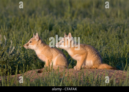 SWIFT-Fuchs (Vulpes Velox), Kits an der Höhle, in der Nähe von Pawnee National Grassland, Colorado. Stockfoto