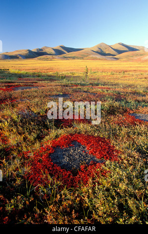 Herbstfarben in Tundra mit Richardson Mountains im Hintergrund, in der Nähe von Dempster Highway, Yukon, Kanada. Stockfoto