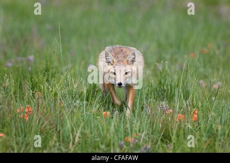 SWIFT-Fuchs (Vulpes Velox), Erwachsene, in der Nähe von Pawnee National Grassland, Colorado. Stockfoto