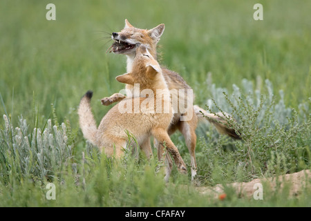 Schnellen Fuchs (Vulpes Velox), weibliche mit Nagetier- und hungrig Kit, Höhle, in der Nähe von Pawnee National Grassland, Colorado. Stockfoto