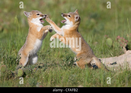 SWIFT fox (Vulpes Velox) Kits spielen bei Den, in der Nähe von Pawnee National Grassland, Colorado. Stockfoto