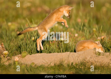 SWIFT-Fuchs (Vulpes Velox), Kit springen an Geschwister im Spiel bei Den, in der Nähe von Pawnee National Grassland, Colorado. Stockfoto