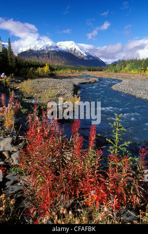 Weidenröschen Pflanzen in herbstlichen Farben neben Quill Creek, Kluane National Park, Yukon, Kanada. Stockfoto