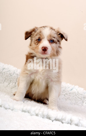 Border-Collie-Dogs.Puppies. Stockfoto