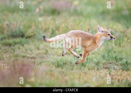 SWIFT-Fuchs (Vulpes Velox), Kit ausgeführt, in der Nähe von Pawnee National Grassland, Colorado. Stockfoto