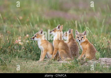 SWIFT-Fuchs (Vulpes Velox), Kits an der Höhle, in der Nähe von Pawnee National Grassland, Colorado. Stockfoto