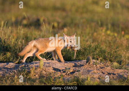 SWIFT Fuchs Vulpes Velox Kit dreizehn gesäumten Boden Stockfoto