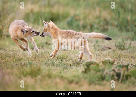 SWIFT-Fuchs (Vulpes Velox), Bausätze, spielen, in der Nähe von Pawnee National Grassland, Colorado. Stockfoto