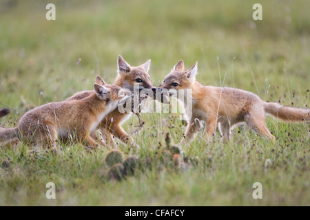 Rasche Fuchs Vulpes Velox Kits kämpfen Stockfoto