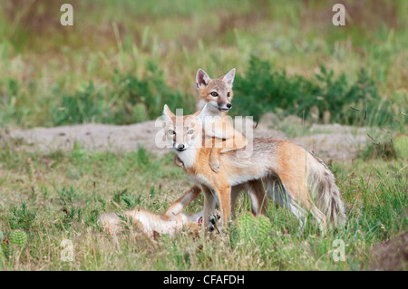 SWIFT-Fuchs (Vulpes Velox), weiblich und Bausätze zu Höhle, in der Nähe von Pawnee National Grassland, Colorado. Stockfoto