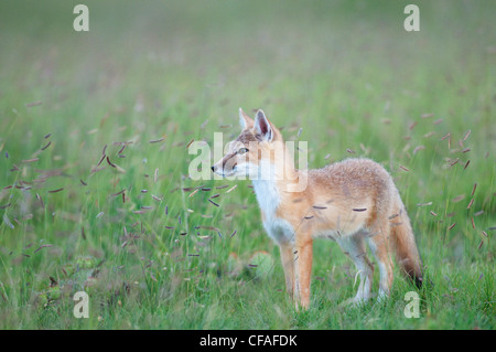 SWIFT-Fuchs (Vulpes Velox), Kit unter blue Grama Grass (Bouteloua Gracilis), in der Nähe von Pawnee National Grassland, Colorado. Stockfoto