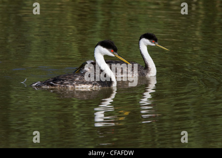 Westlichen Grebe (Aechmophorus Occidentalis), paar, Bärenfluss Migratory Bird Zuflucht, Utah. Stockfoto