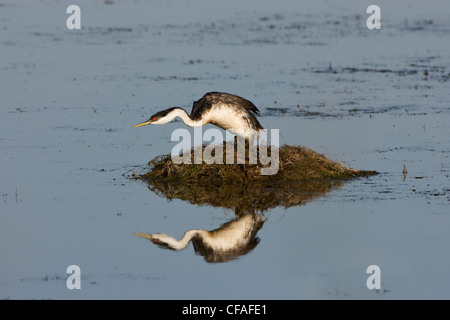 Westlichen Grebe (Aechmophorus Occidentalis), am Nest, Bear River Migratory Bird Zuflucht, Utah. Stockfoto