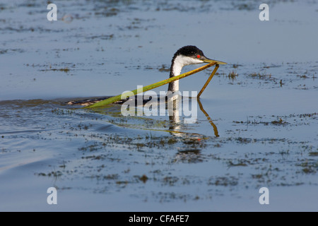 Westlichen Grebe (Aechmophorus Occidentalis), mit Material, Bear River Migratory Bird Zuflucht, Utah nisten. Stockfoto