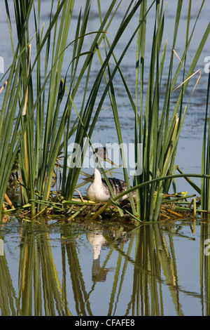 Westlichen Grebe (Aechmophorus Occidentalis), am Nest, Bear River Migratory Bird Zuflucht, Utah. Stockfoto