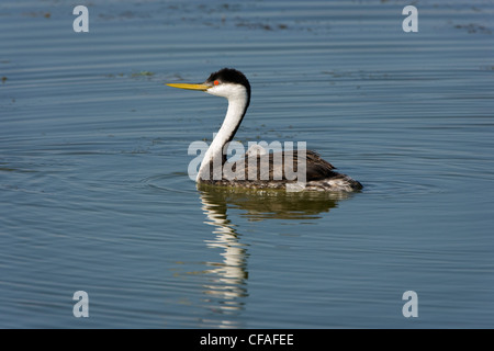 Westlichen Grebe (Aechmophorus Occidentalis), Erwachsene mit Küken auf Rücken, Bear River Migratory Bird Zuflucht, Utah. Stockfoto