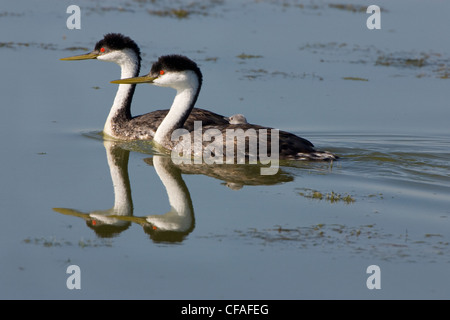 Westlichen Grebe (Aechmophorus Occidentalis), paar mit Küken auf einen Erwachsenen zurück, Bear River Migratory Bird Zuflucht, Utah. Stockfoto