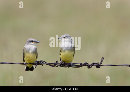 Westlichen Kingbird (Tyrannus Verticalis), Jungvögel, in der Nähe von Pawnee National Grassland, Colorado. Stockfoto