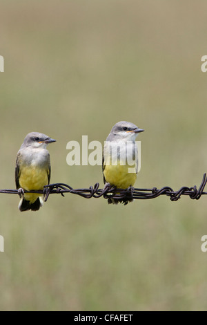 Westlichen Kingbird (Tyrannus Verticalis), Jungvögel, in der Nähe von Pawnee National Grassland, Colorado. Stockfoto