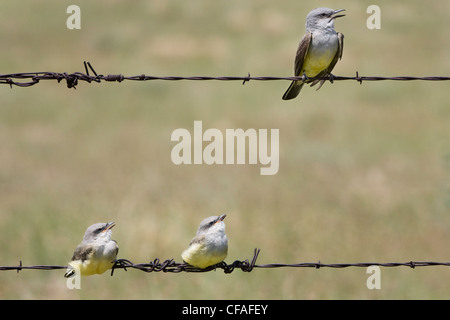 Westlichen Kingbird (Tyrannus Verticalis), Erwachsene (oben) und die Jungvögel in der Nähe von Pawnee National Grassland, Colorado. Stockfoto