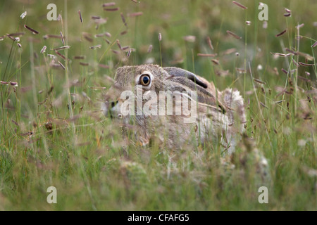 White-tailed Jackrabbit (Lepus Townsendii), blaues Grama Gras (Bouteloua Gracilis), in der Nähe von Pawnee National Grassland, Colorado. Stockfoto