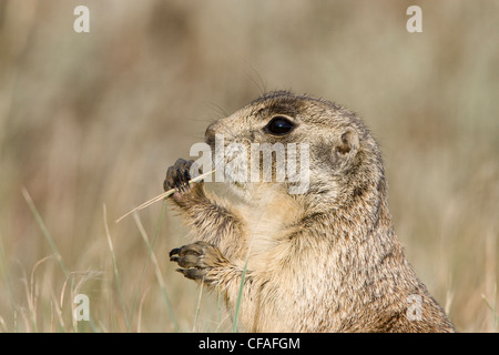 White-tailed Präriehund (Cynomys Leucurus), Essen, Arapaho National Wildlife Refuge, Colorado. Stockfoto