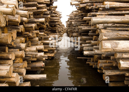 Eine Protokoll-Art zeigt das Ausmaß der Wald Ernte während eines Kiefer Käfer Ausbruchs in der Nähe von Vanderhoof, British Columbia, Kanada. Stockfoto